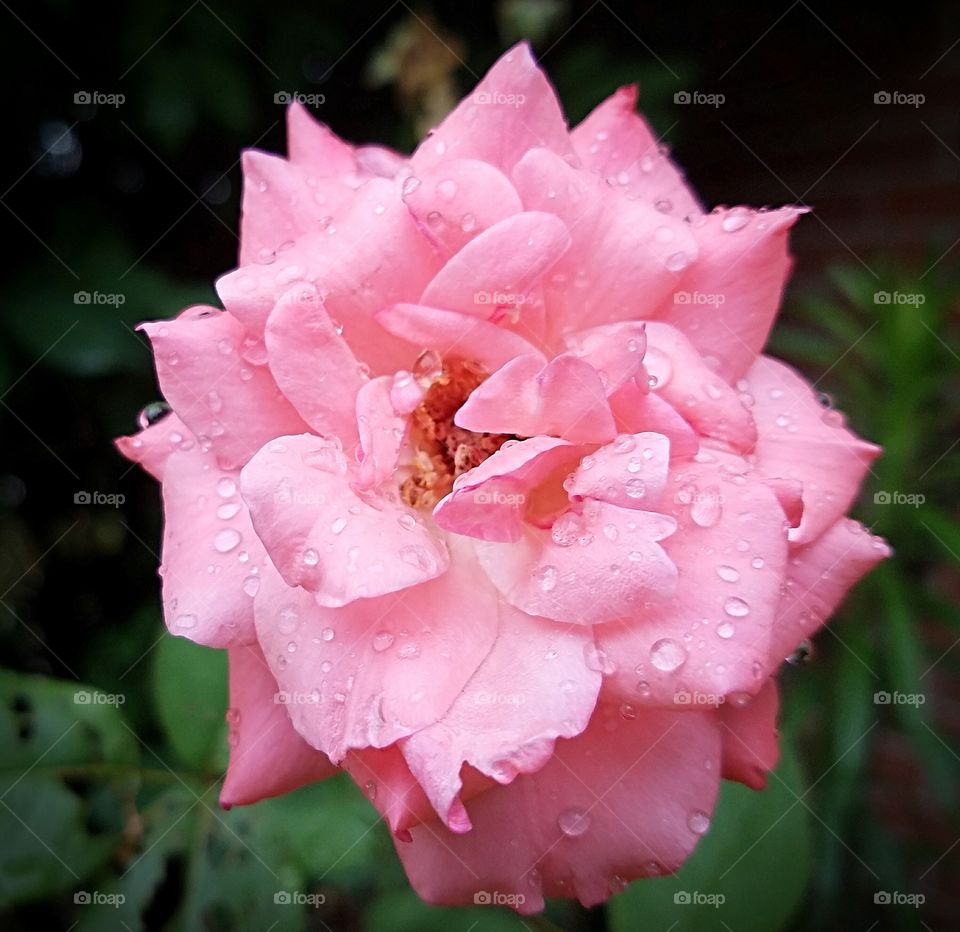 Pink Tea Rose After The Rain