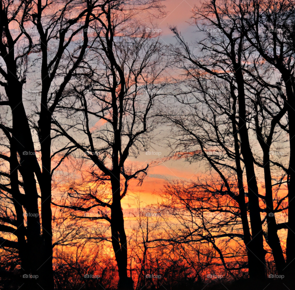trees in sunset 8
