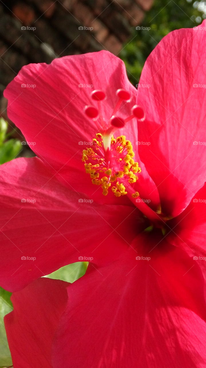 Hibiscus