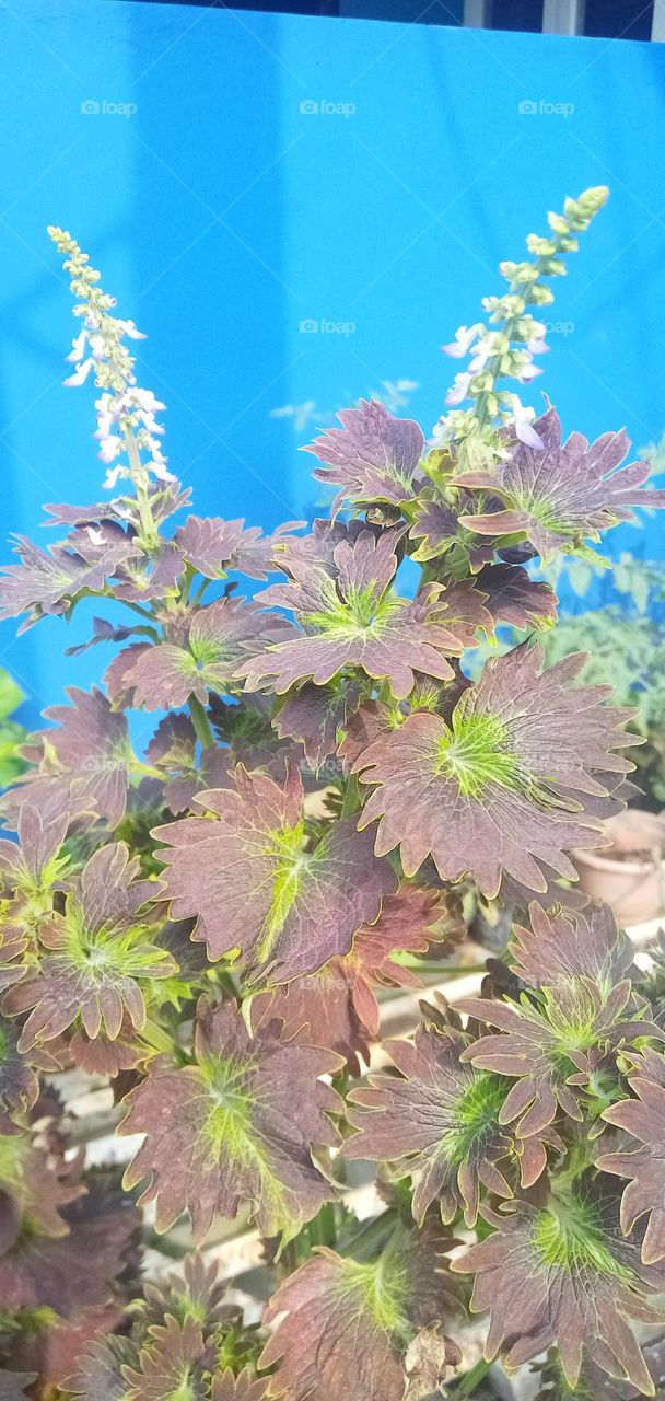 Coleus is a genus of annual or perennial herbs or shrubs, sometimes succulent, sometimes with a fleshy or tuberous rootstock, found in the Old World tropics and subtropics