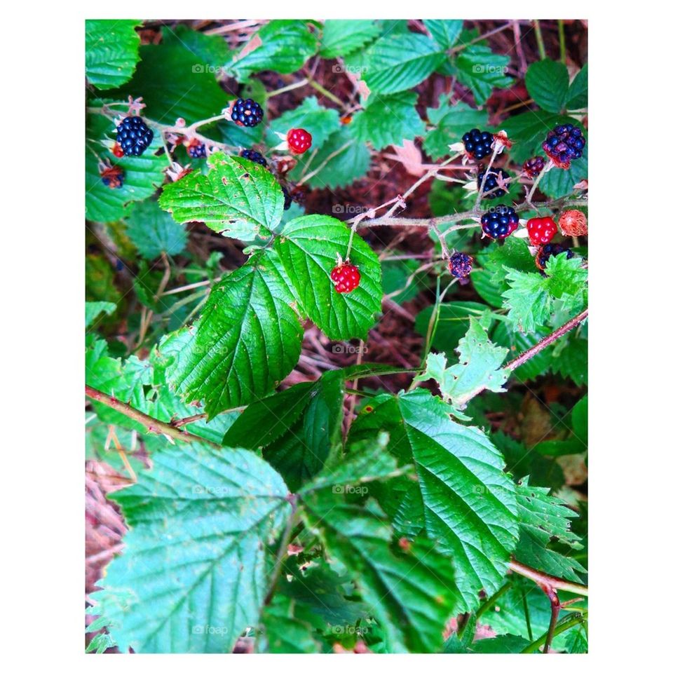 Wild Blackberries 