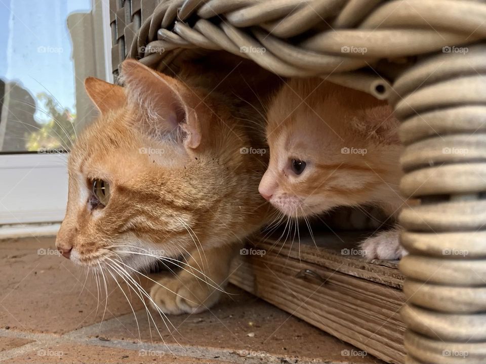 Mother cat with kitten