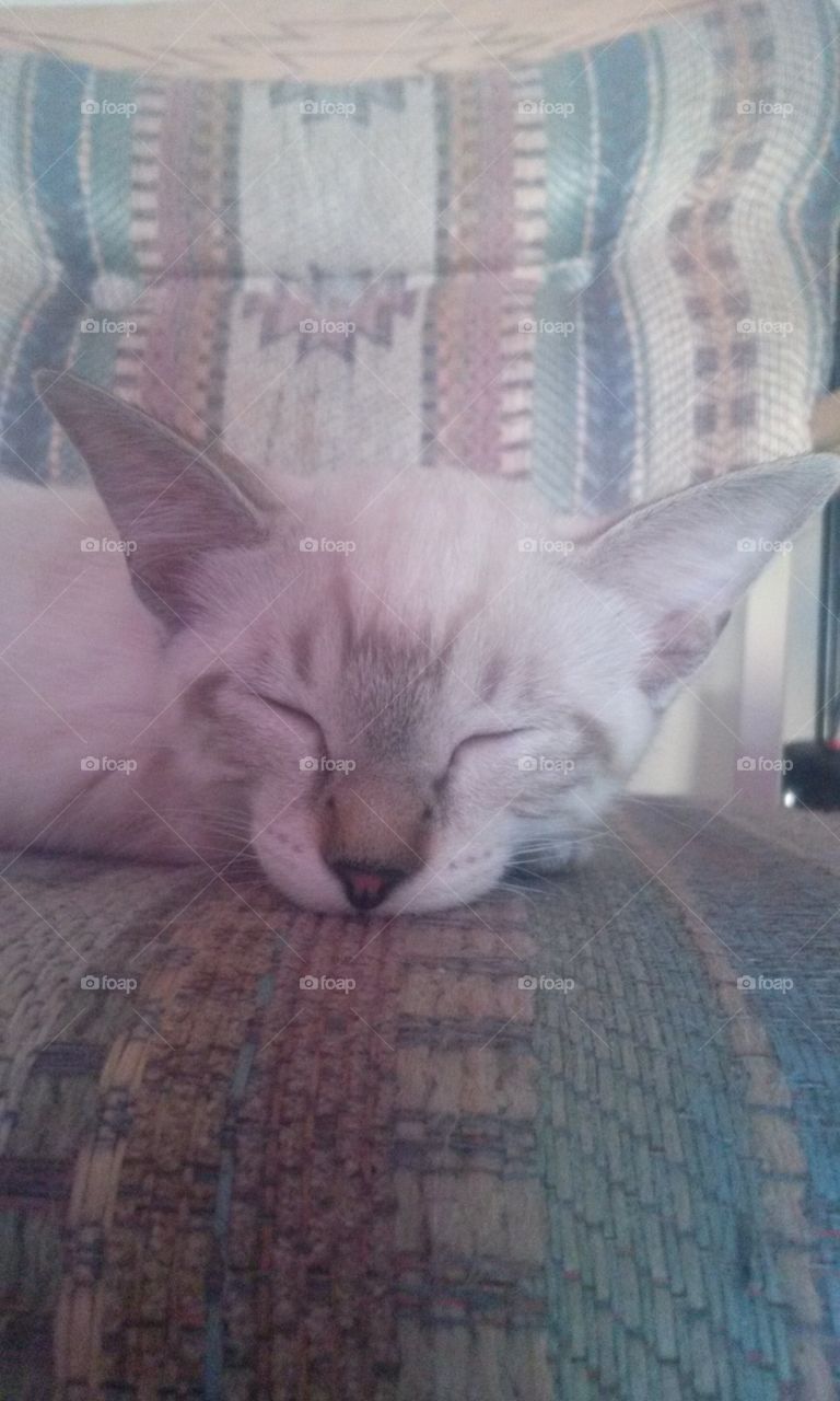 Animal, Cat, Pet, Domestic, Mammal