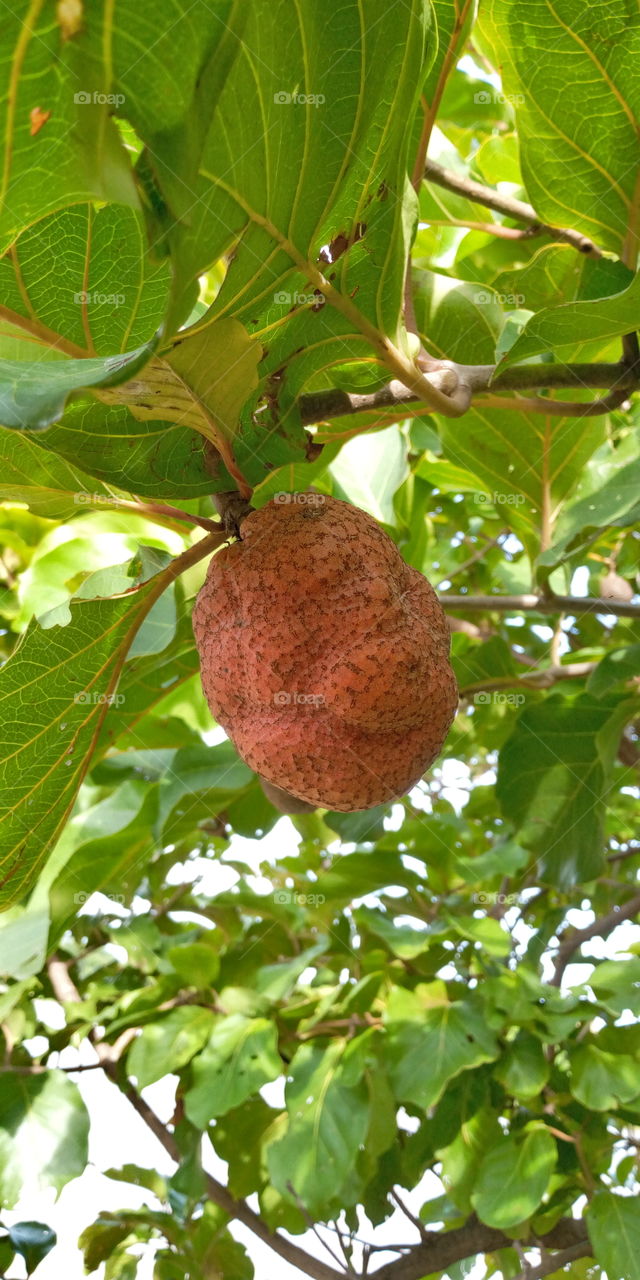 Neolamarckia cadamba