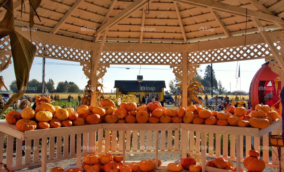 Pumpkins for sale