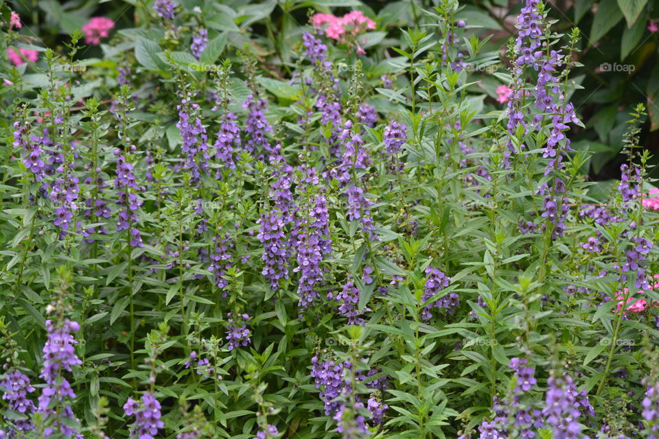 Purple flower that I like in the flower garden