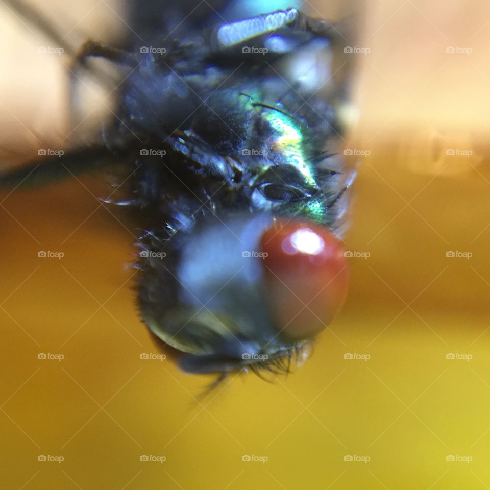 Macro fly