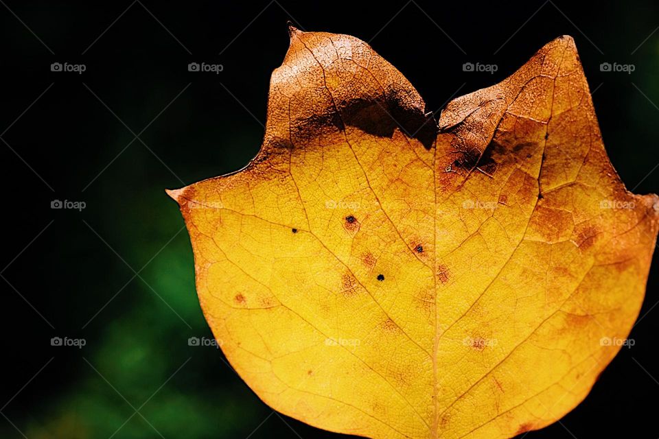 Closeup of a colorful yellow leaf, fall colors, finding leaves in the fall time, fun with colors in autumn, leaves in woods, hiking in the forest 