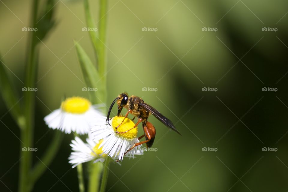 Great golden digger wasp