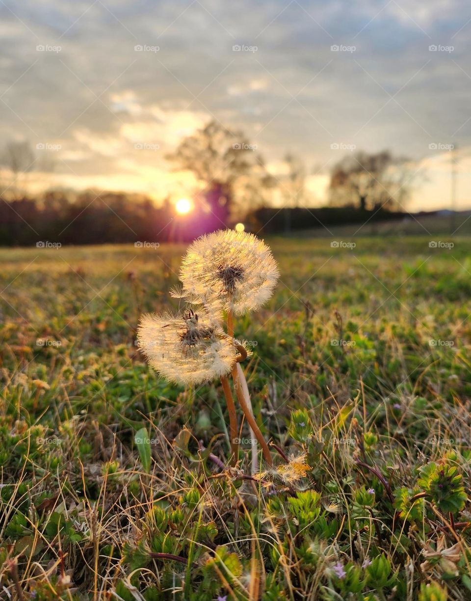 dandelions