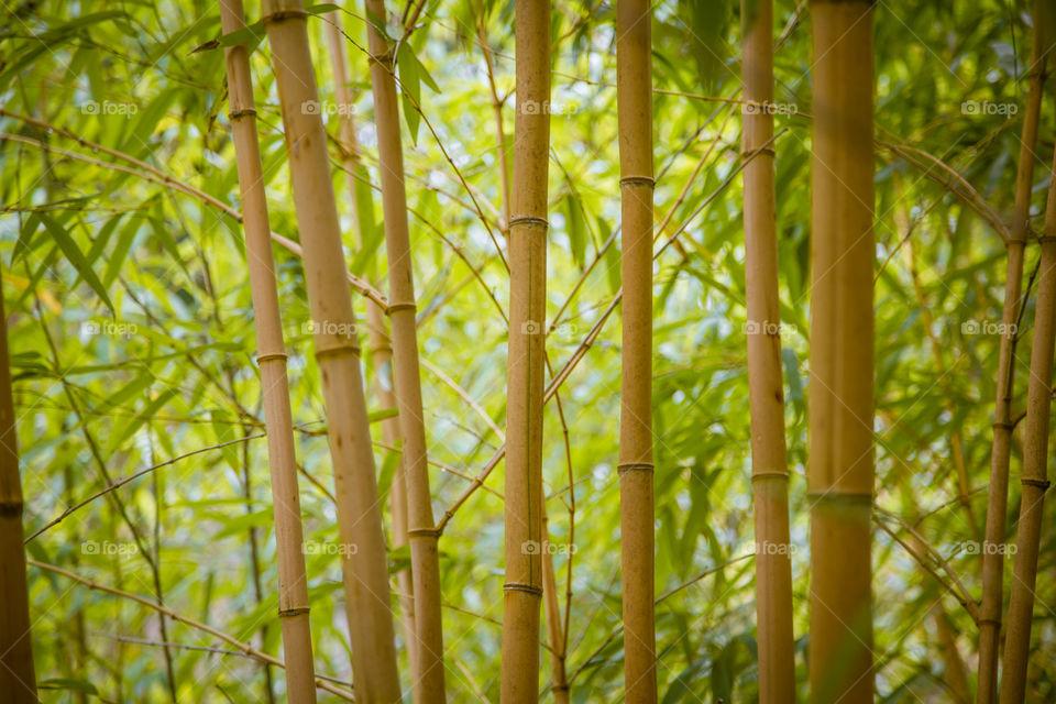 Leaf, Bamboo, Flora, Nature, Growth