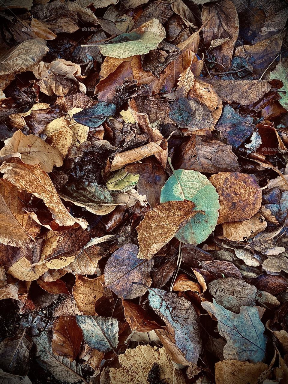 Autumn fall leaves 