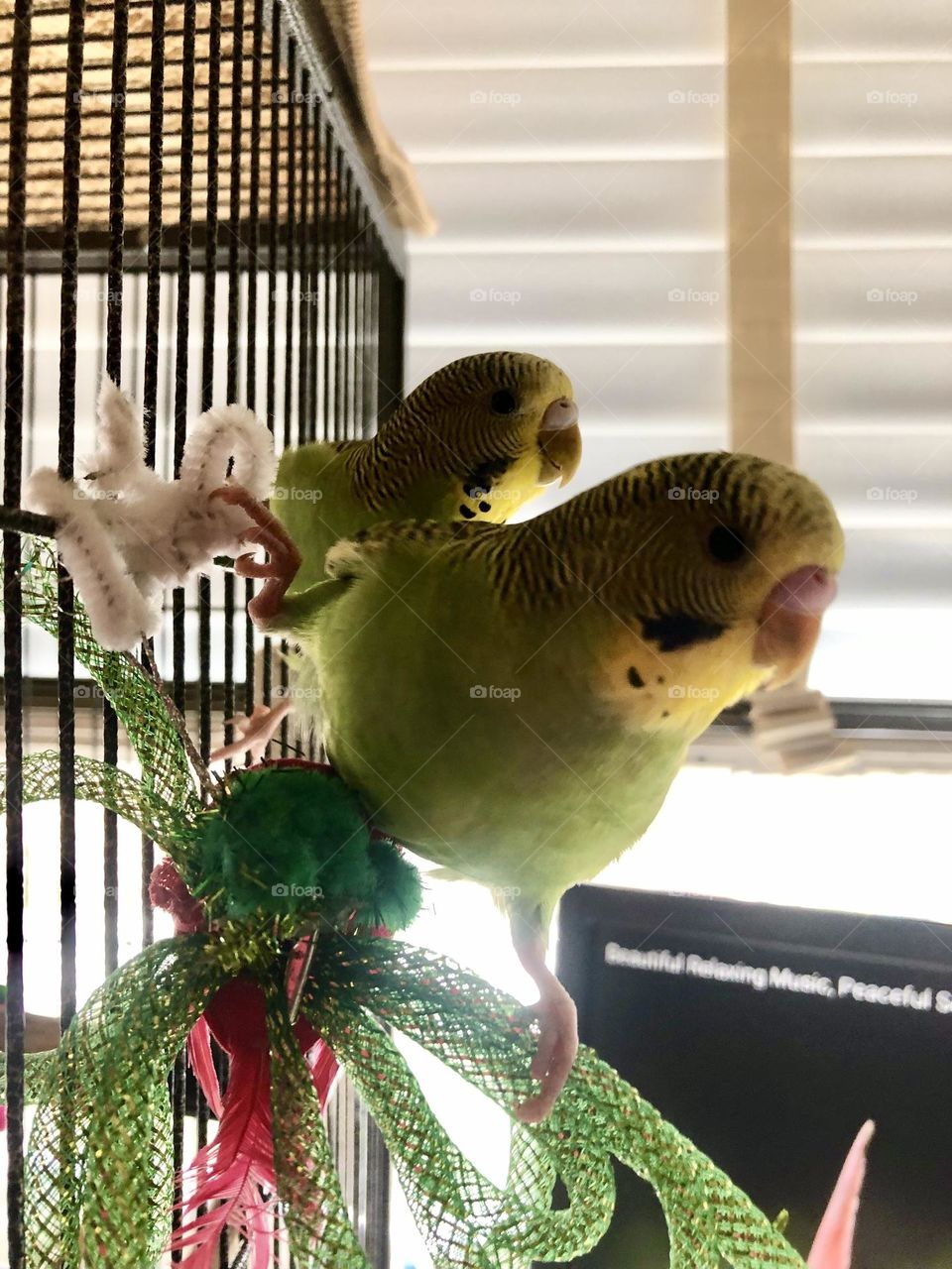 Cheeky little parrots Kiwi and Coco 