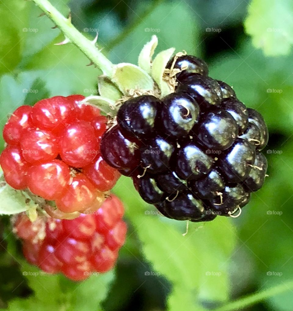 Blackberries ripening- I think I will get in line with the other harvesting critters. They step aside briefly to allow me quick access, lol! 