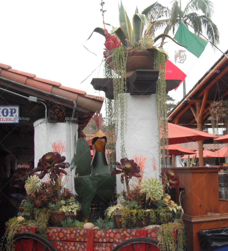 mexican plant inside special pot