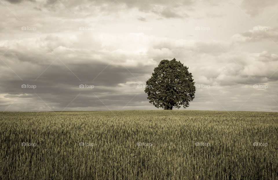 lone tree in a field in gloomy