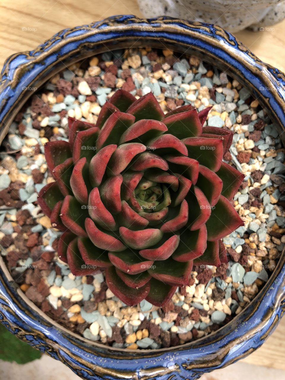 Echeveria apus 