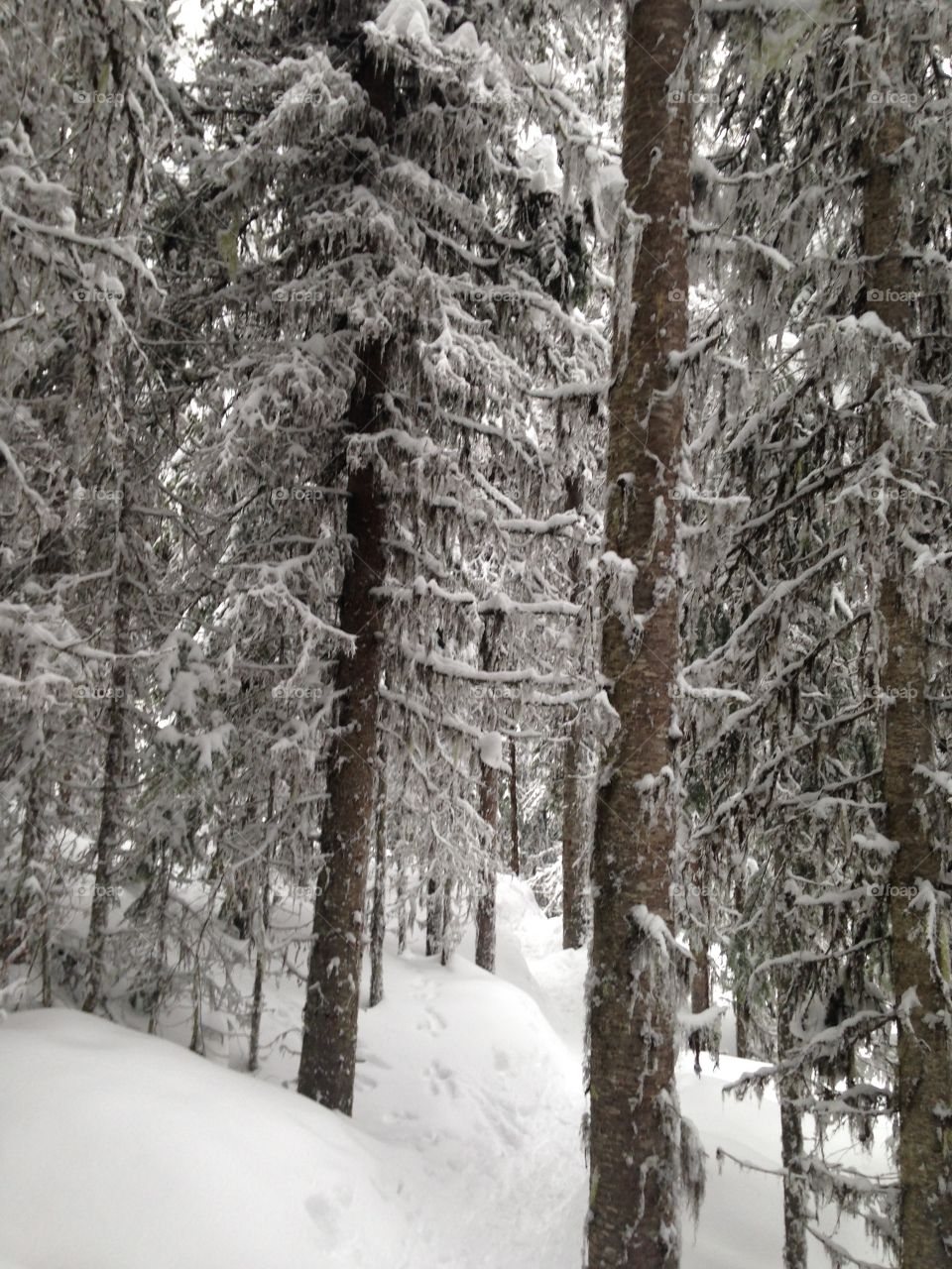 Snowy trees