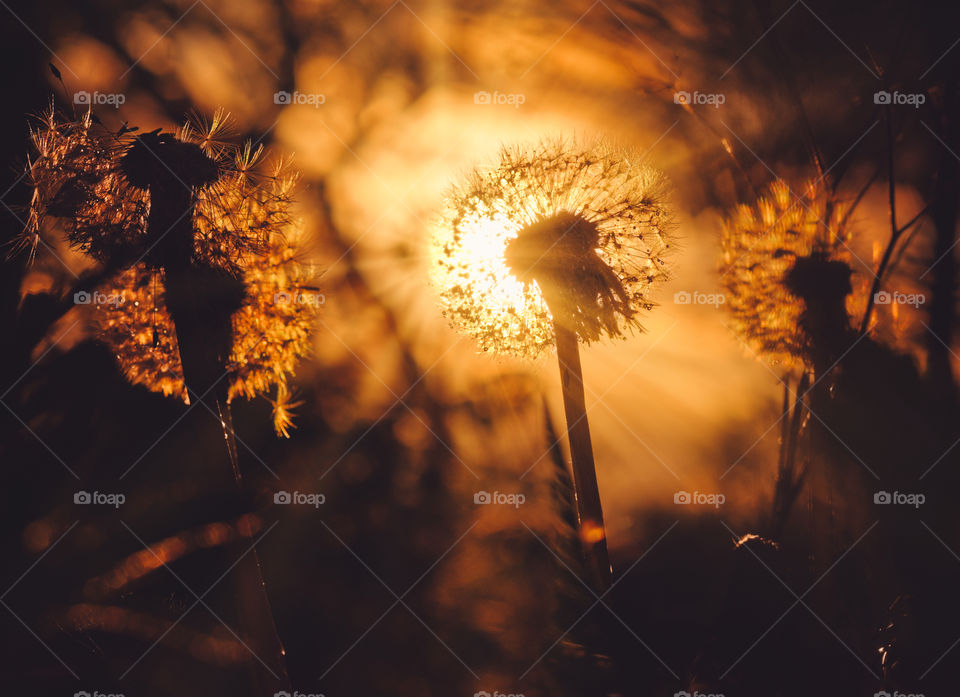 Dandelion at sunset