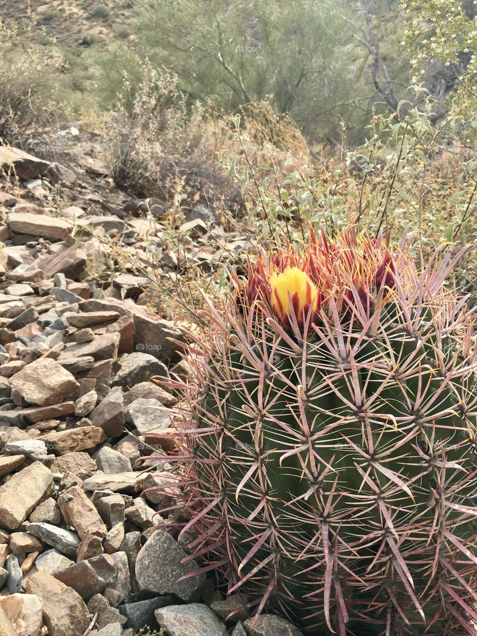 Blooming Cactus Blossom