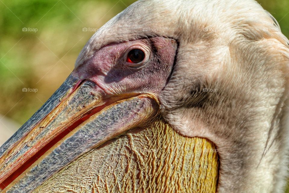 pelican