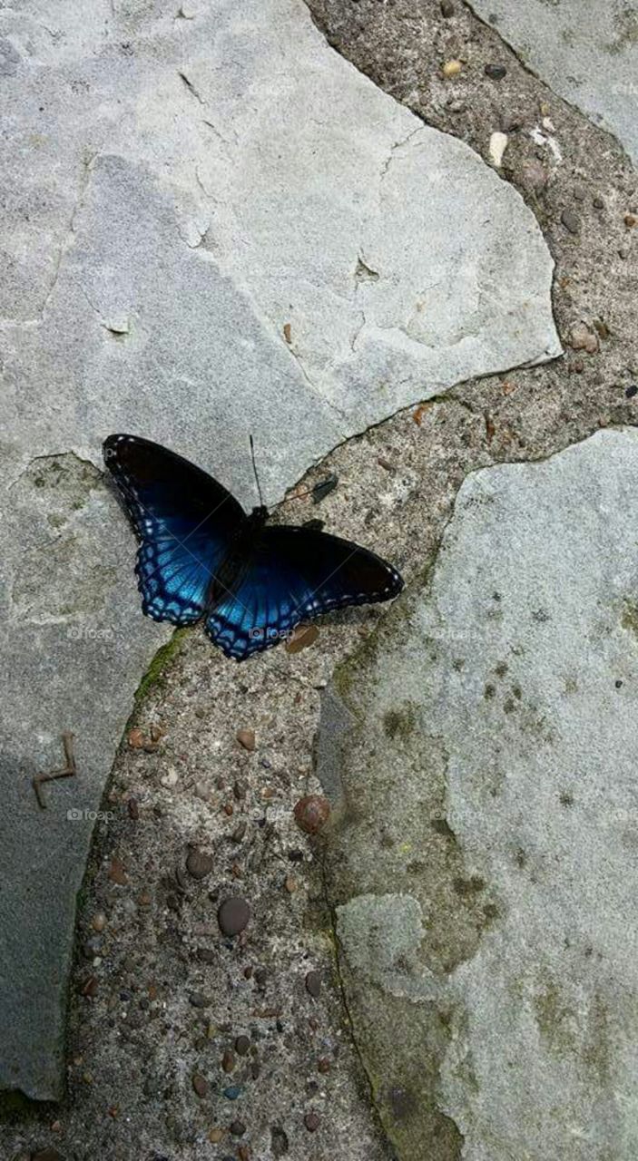 blue swallowtail
