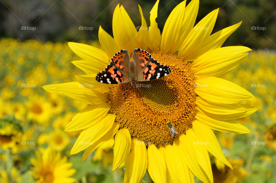 Close-up of a monarch butterfly and a bee both resting on a sunflower in the middle of a sunflower field