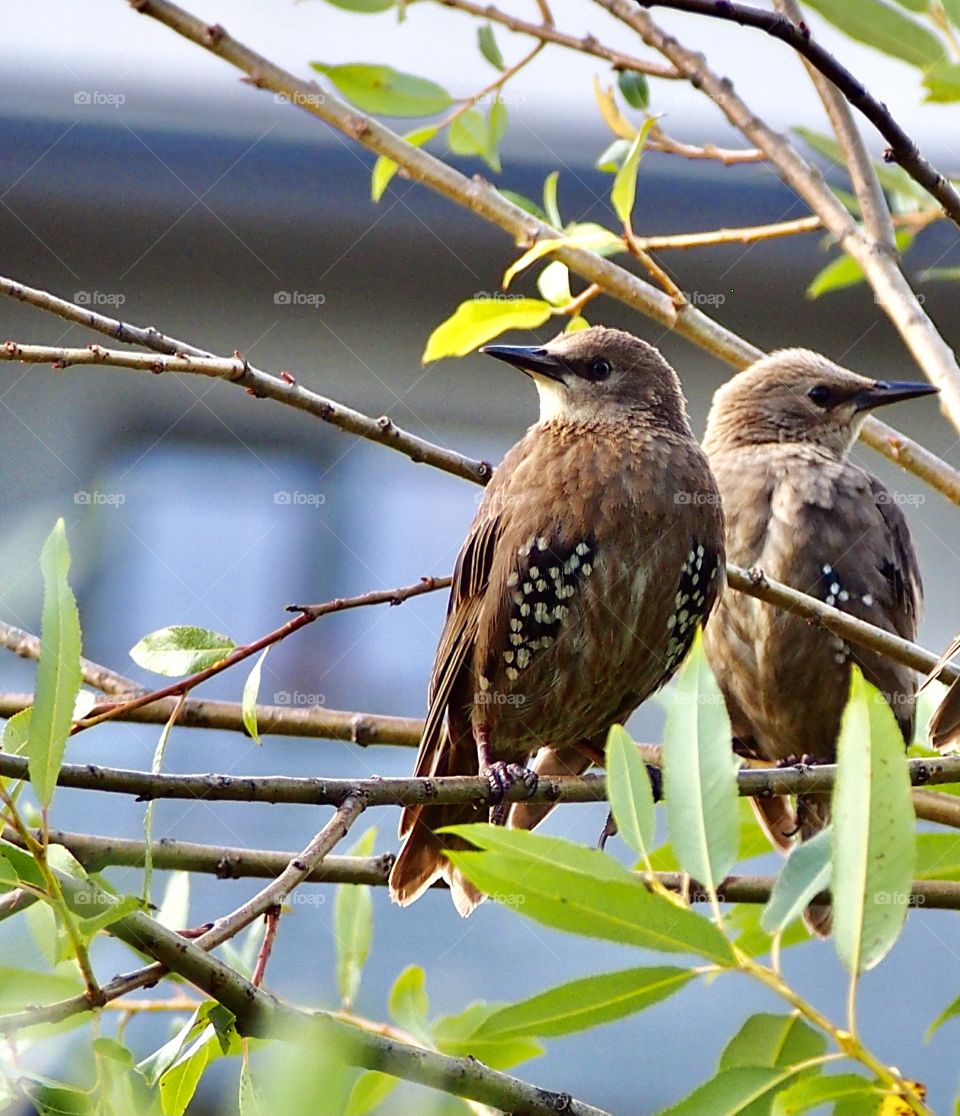 Young starlings August