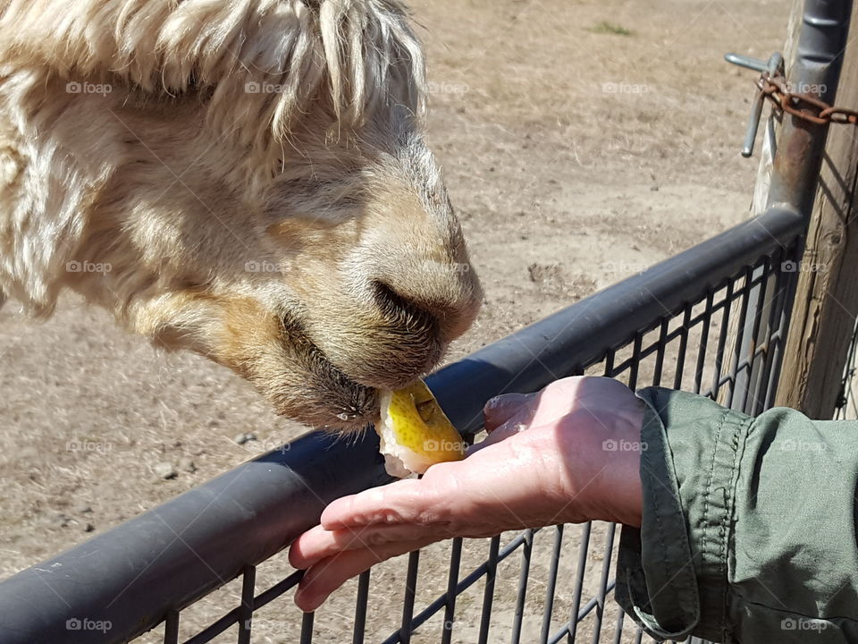 feeding animal