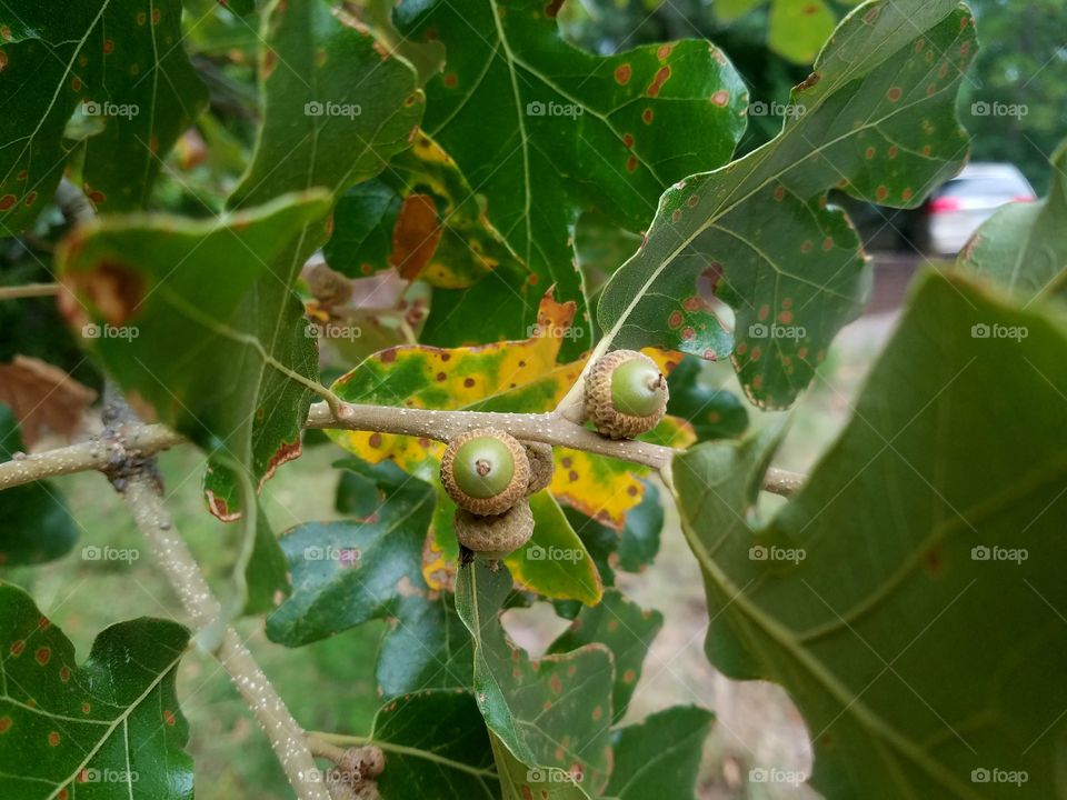 two acorns framed by a yelliw leaf and s branch of green leaves.