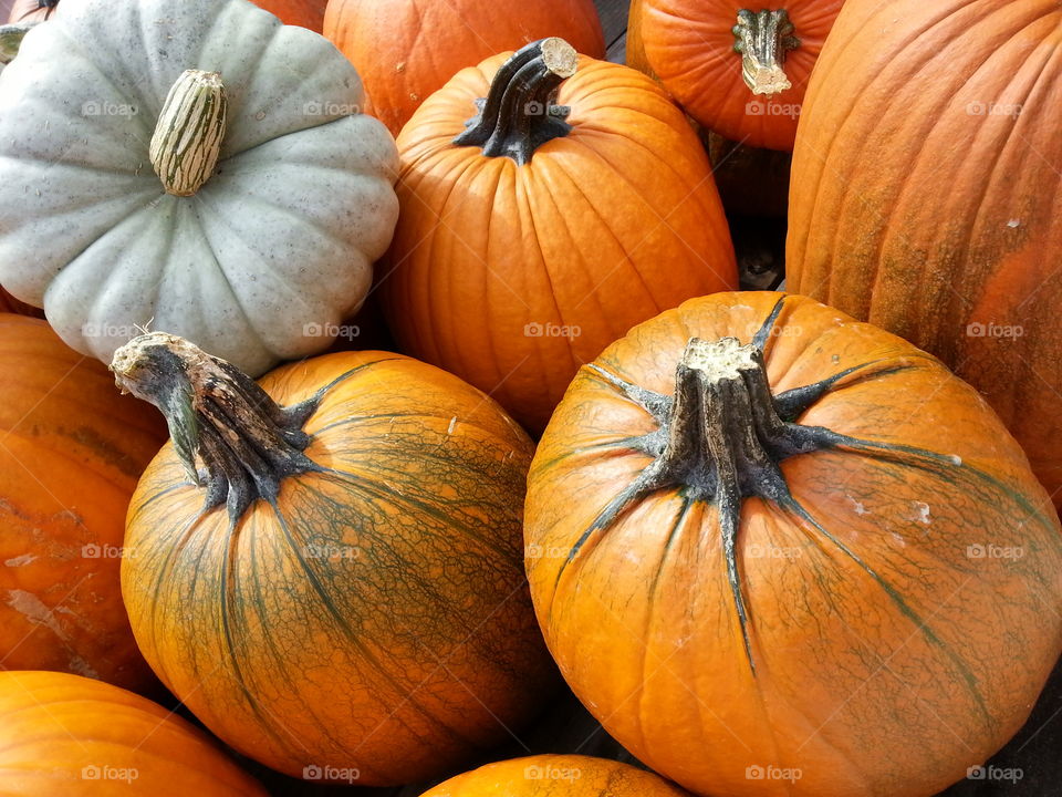 Pumpkin Time