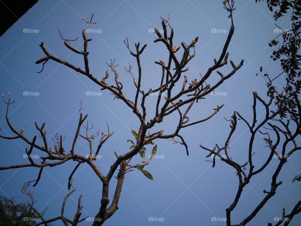 A dry tree in the autumn season.