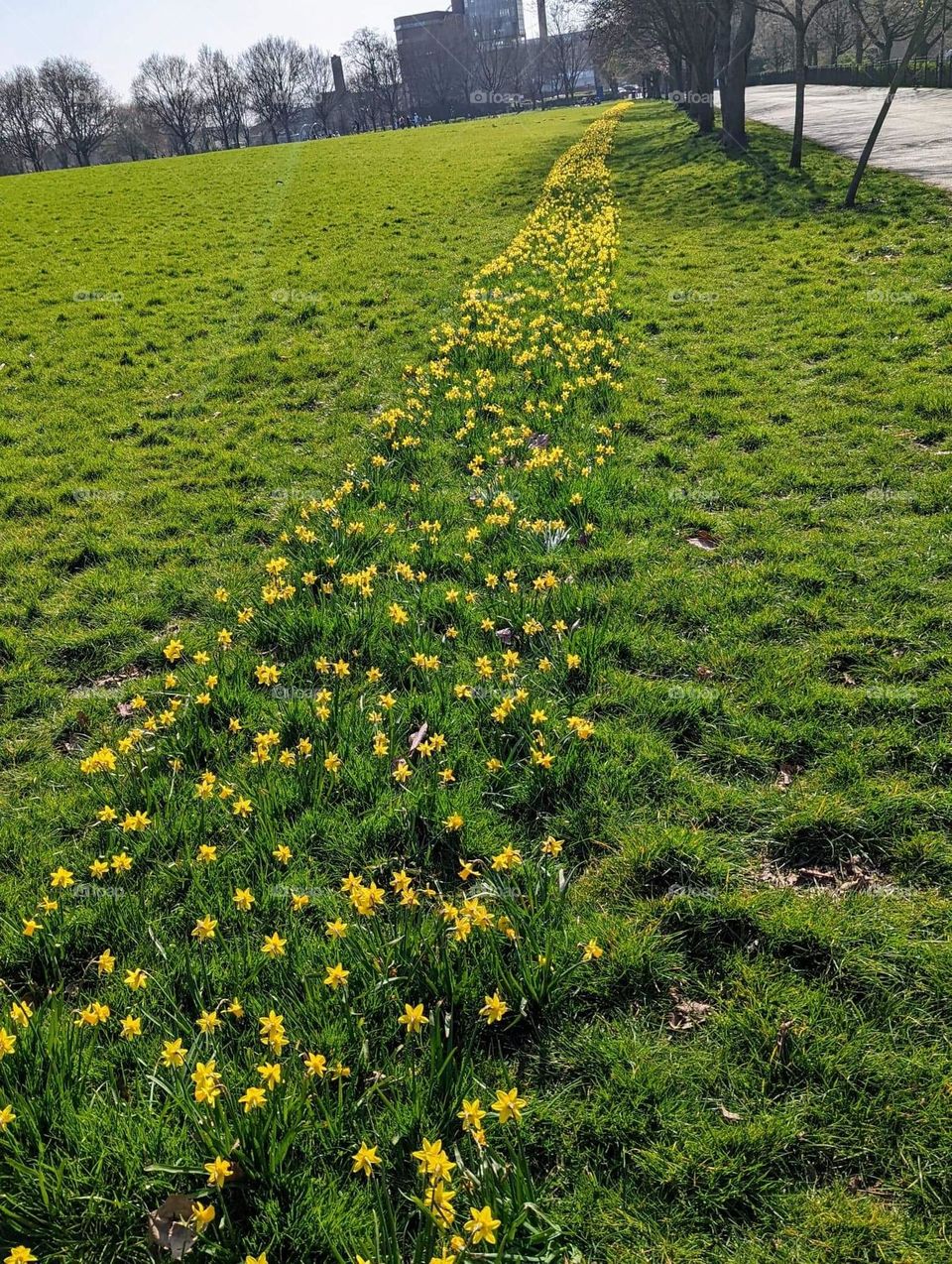 Daffodils path 💖