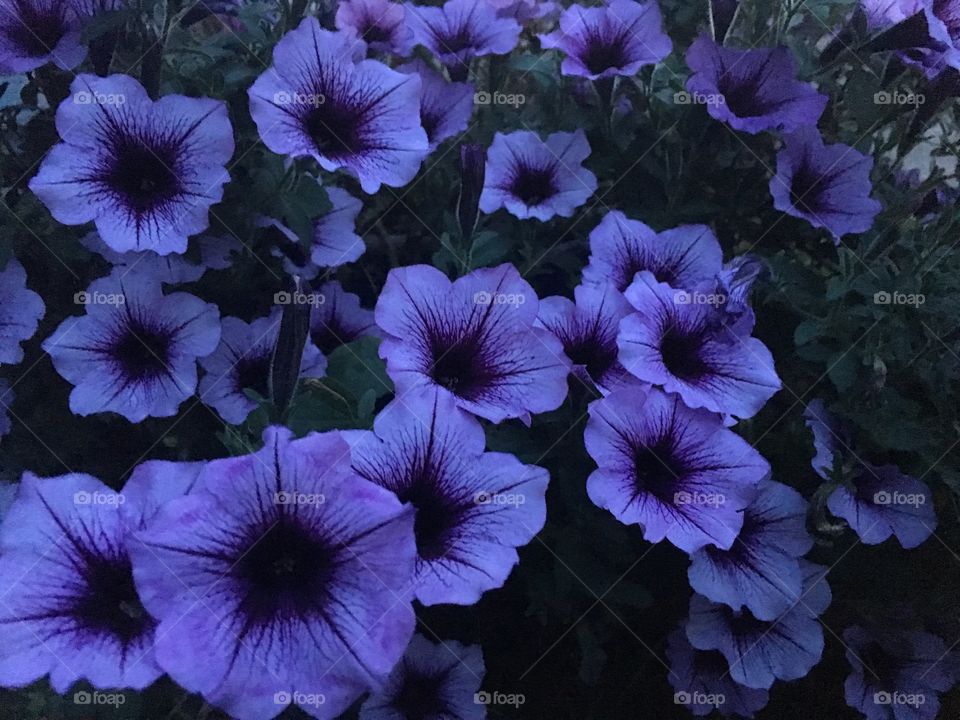 Blooms at dusk