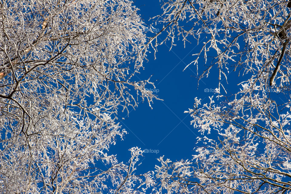 Christmas, winter wonderland snowy trees with blue sky 