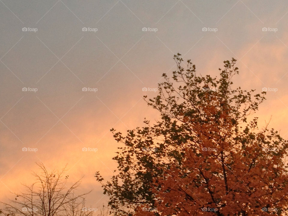 sky tree autumn mission5 by JanineorJ