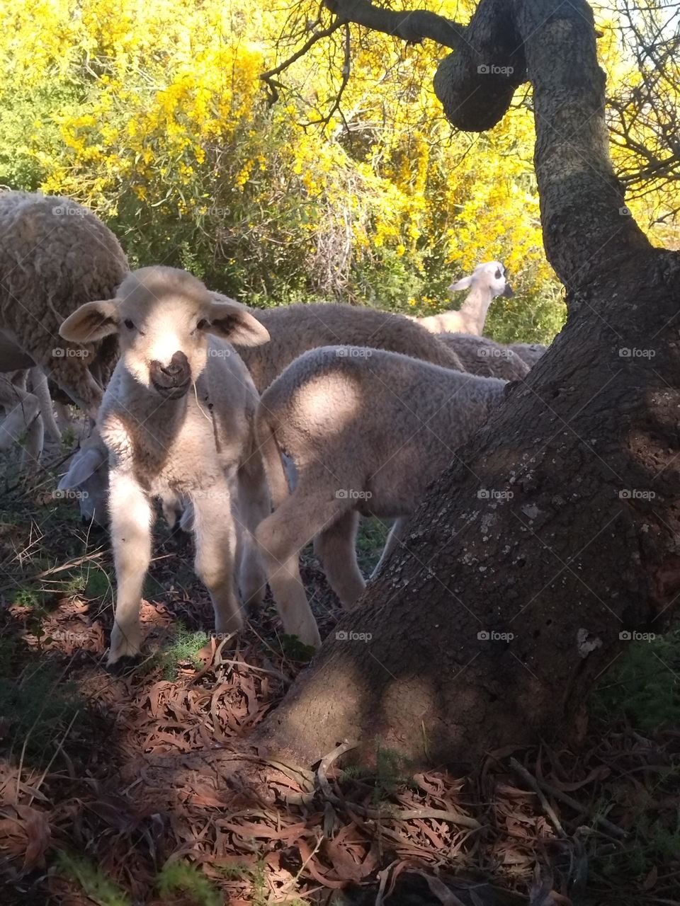 Sheep and tree