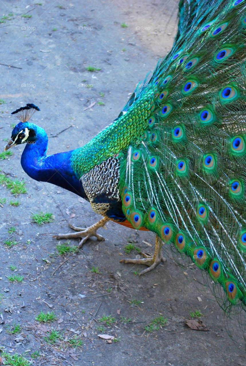Majestic Peacock Showing Off