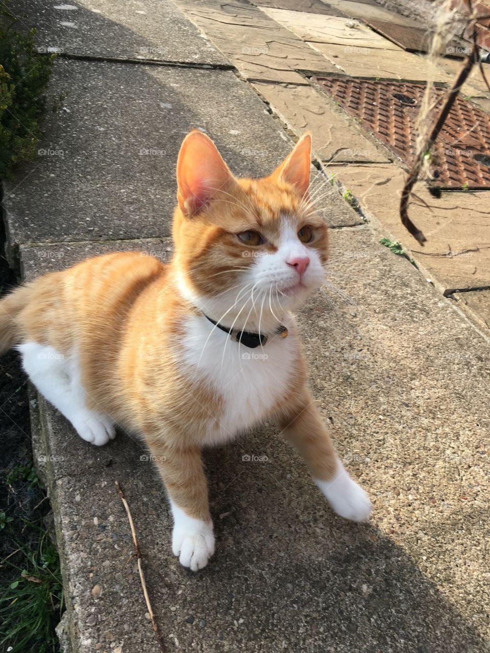 Cute, Cat, Animal, Pet, Mammal