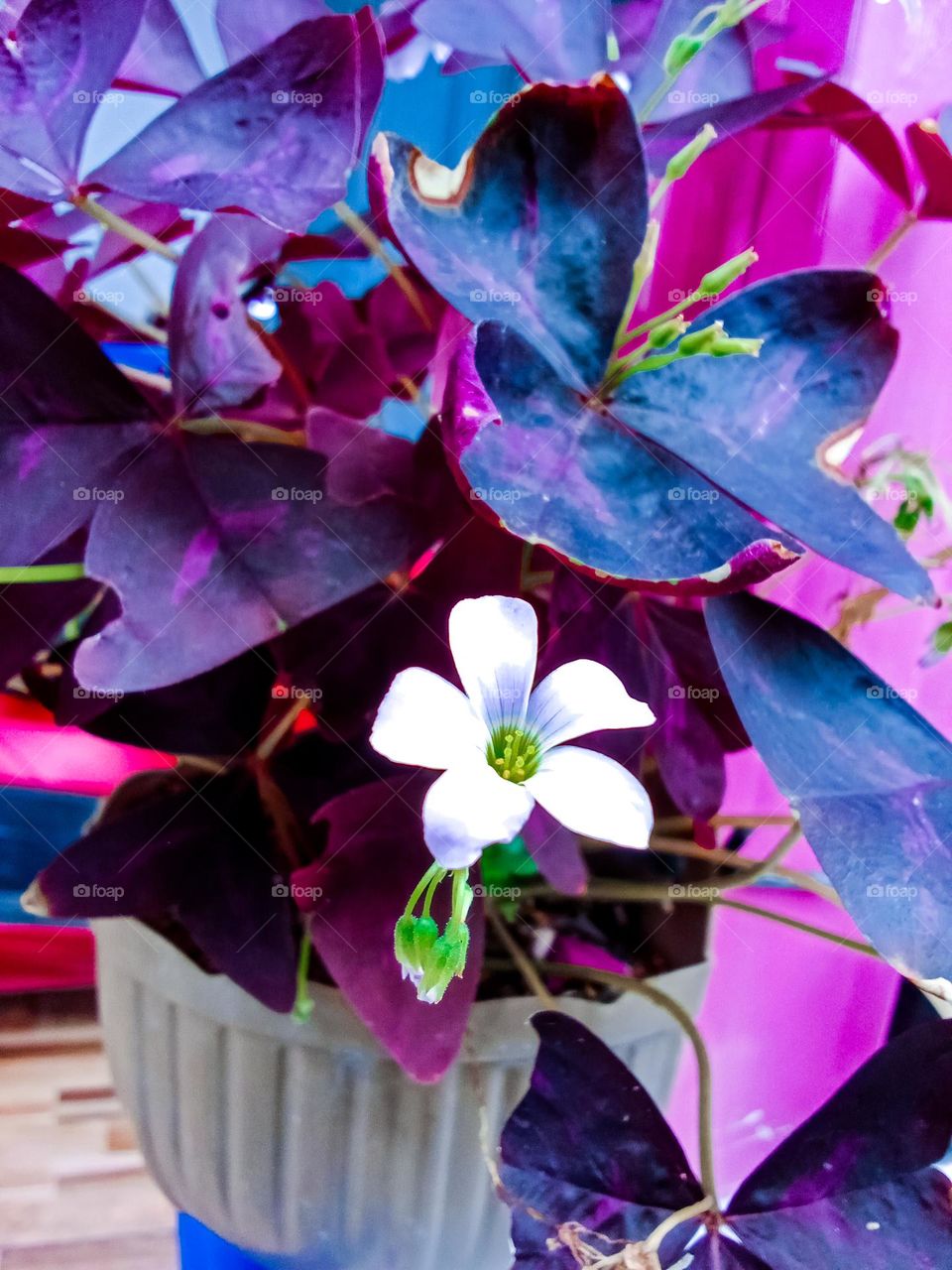 Flowers in a beautiful garden