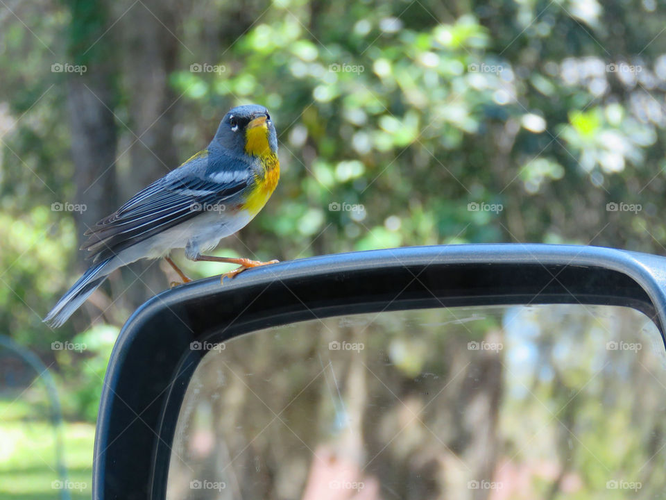 Northern Parula