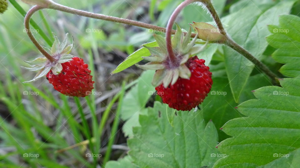 sweet and healthy berries from the forests of the Urals, strawberry forest fragrant and fragrant