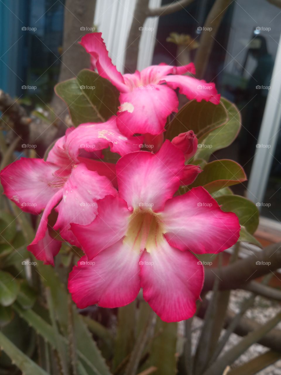 Pink desert Rose