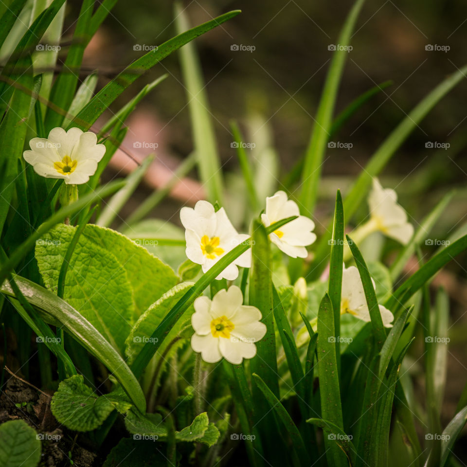 Spring flowers in London