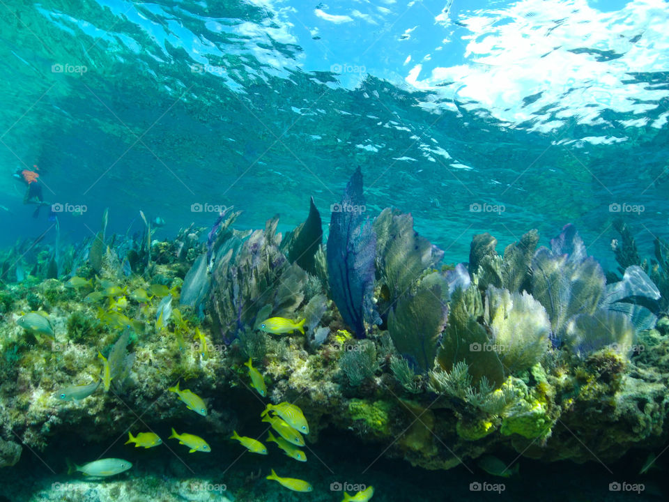 snapshot underwater with waving purple fans and colorful fish