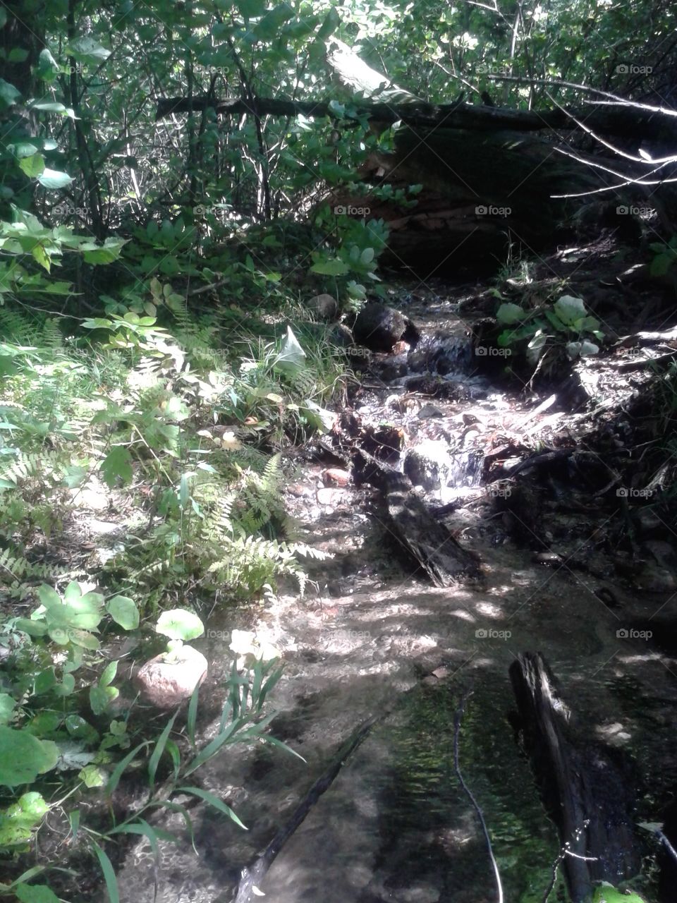 Hidden turtle. Found a turtle walking up this stream! Can you see him? 