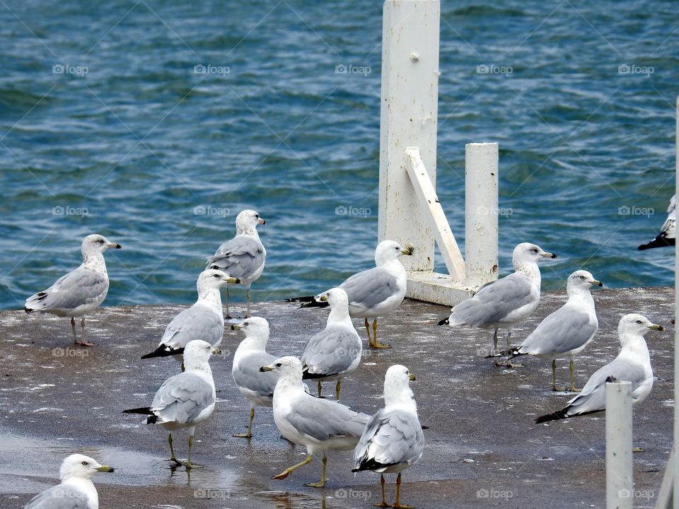 seagulls