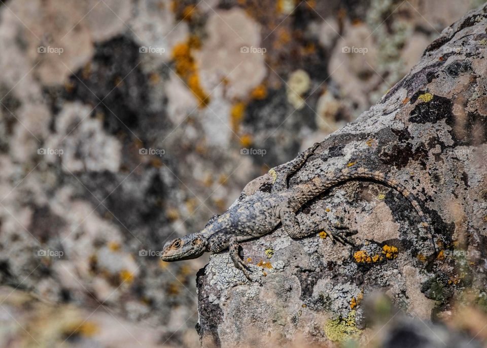 lizard on a rock