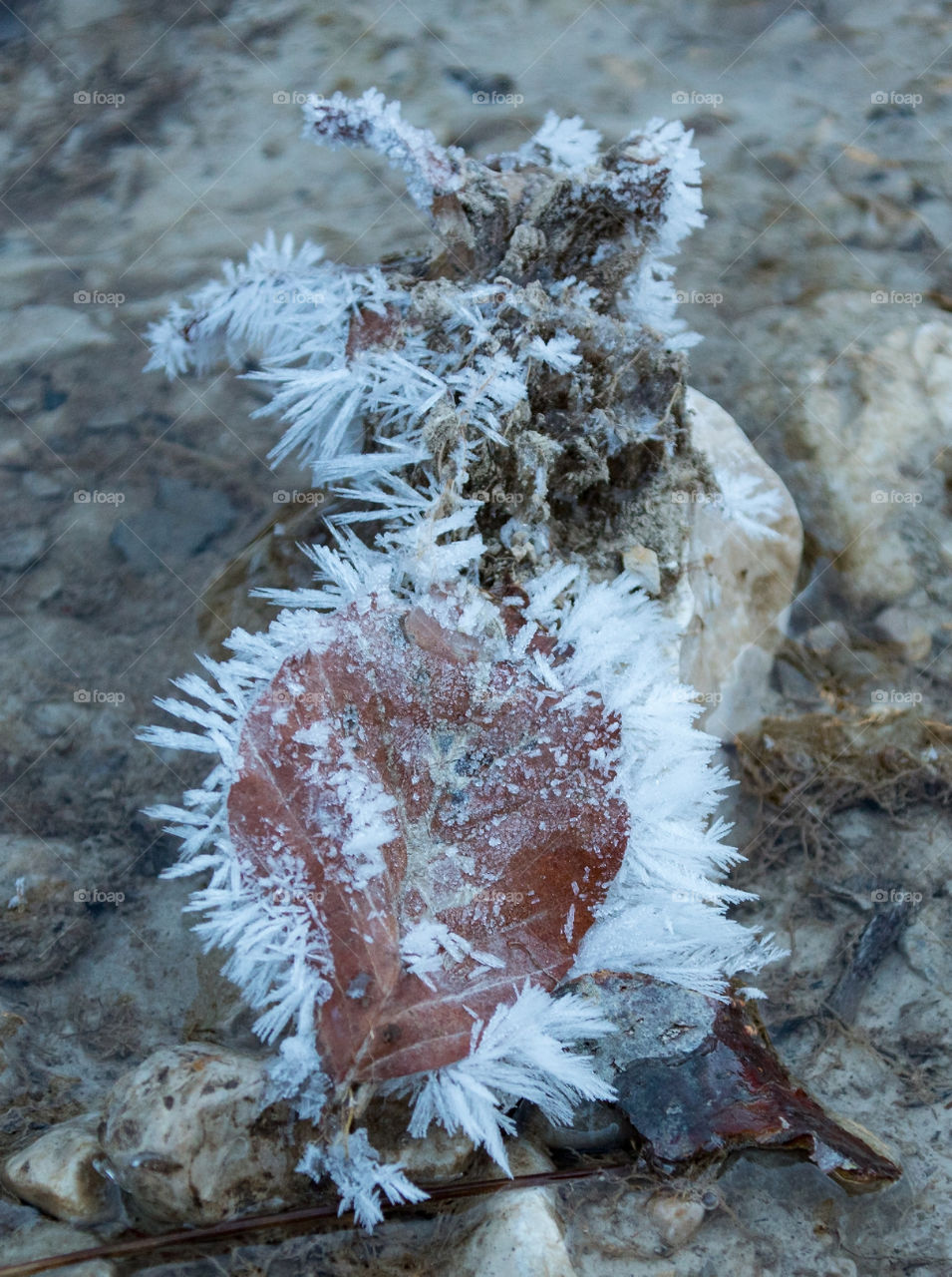 Frozen leaf