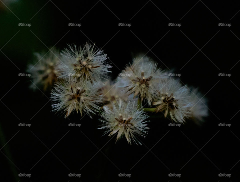 Iron weed  - Dark background